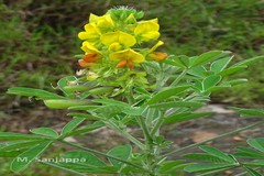 Crotalaria grahamiana